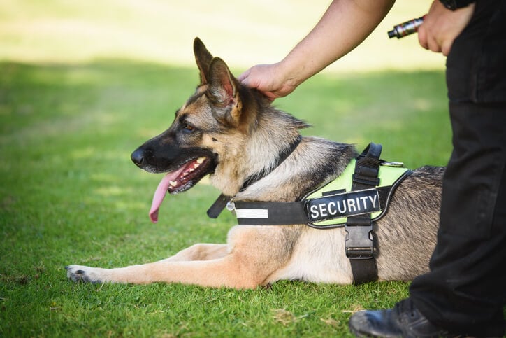 K9 Detection Units, Crowd Control Dogs & Security Dog Handlers UK